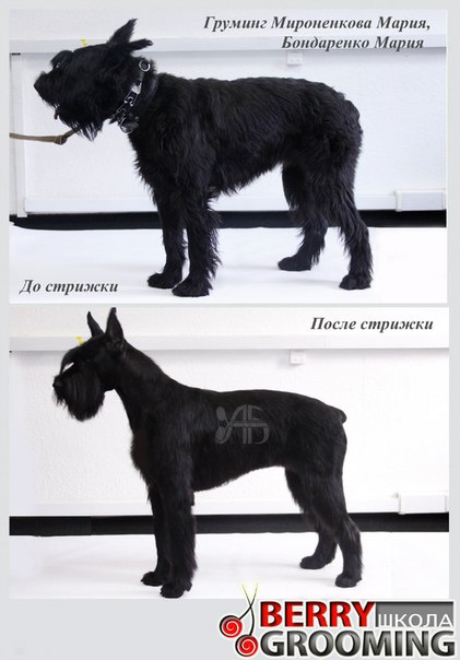 Какая стрижка подходит для ризеншнауцера?