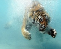 Алексей Бондарь