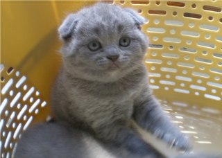 котята голубые вислоухие фото онлайн котята голубые вислоухие фото