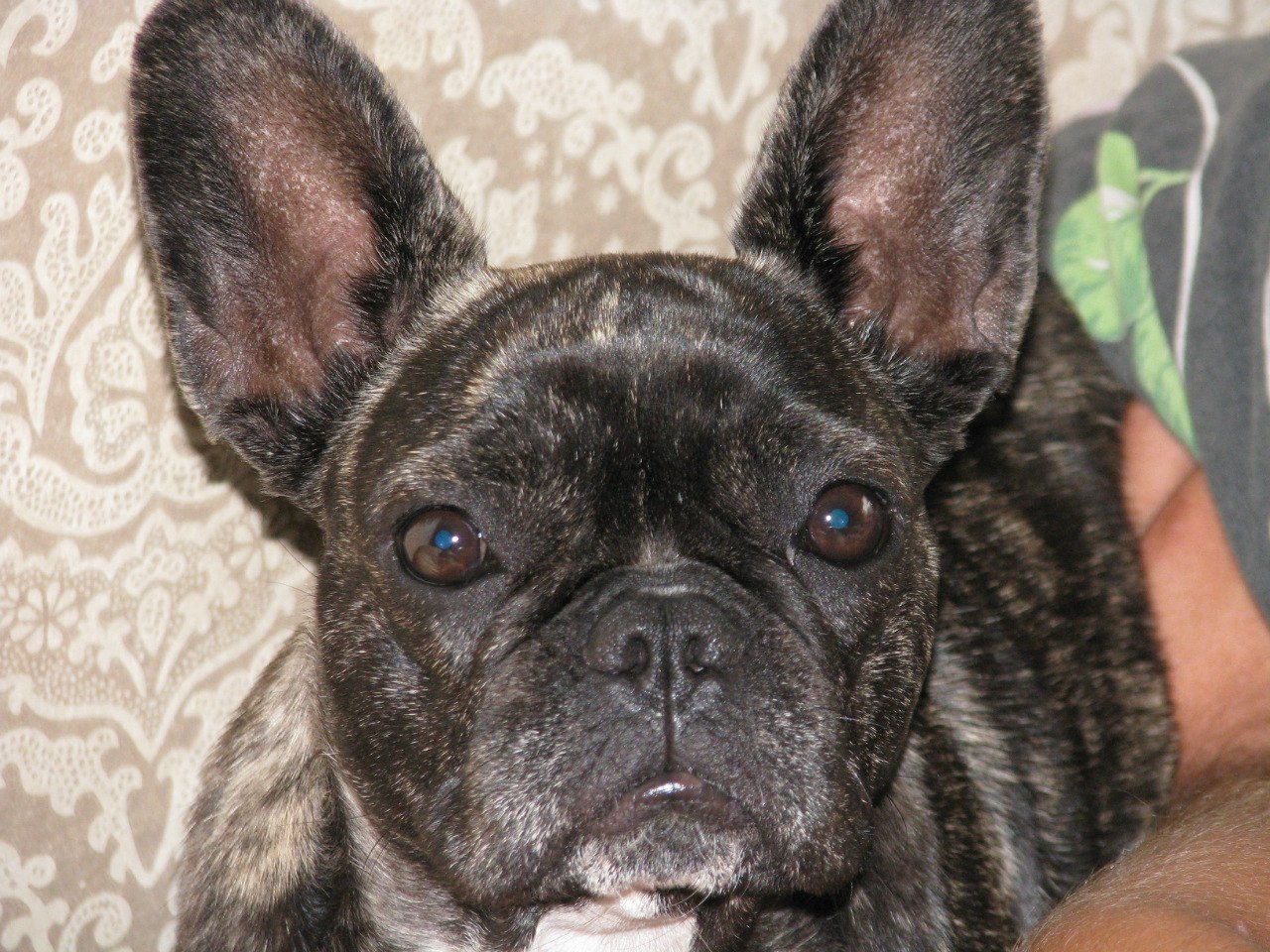 Юлия Харитонова