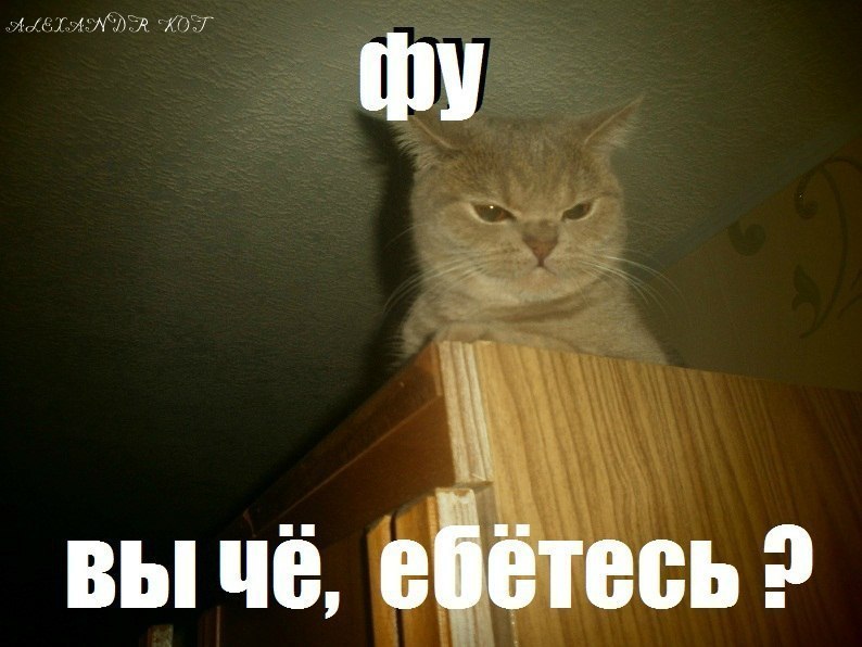 Кот Дрочит Мем Кот Дрочит Мем