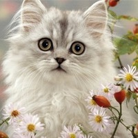 Фаина Овштейн