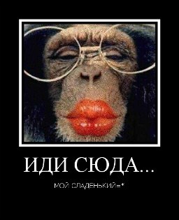 Смех сквозь слезы картинки прикольные