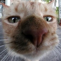 Максим Ковшов