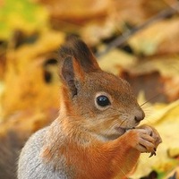 Елена Елена