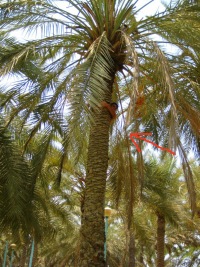 Михаил Абдрафиков