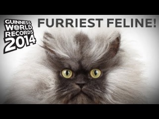 Longest Fur On A Cat! - Guinness World Records 2014 Sneak Peek