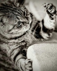 Кот Баюнович  Котофей