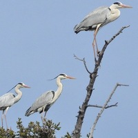 Irina Chimitova  ♥♥♥