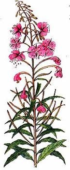 Цветок иван чая рисунок