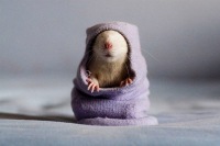 Нелли Тодус