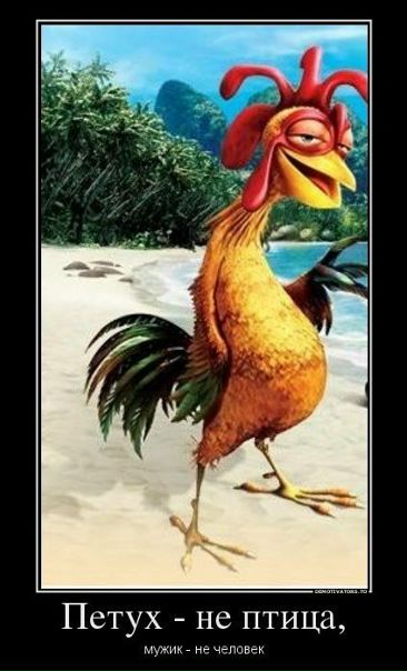 Приколы про петухов картинки