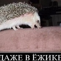 Владимир Ежов-Ежик