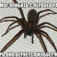 картинки страшные пауки онлайн картинки страшные пауки