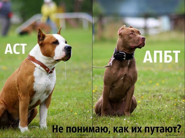 питбуль и стаффорд отличия фото онлайн питбуль и стаффорд отличия фото