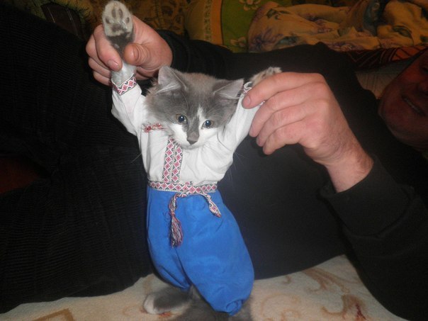 Кіт козак