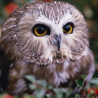 Анастасия Федорова