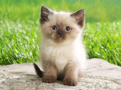 фото милых котят и щенят онлайн фото милых котят и щенят
