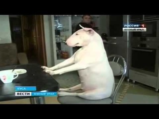 В Кусе живет самая воспитанная собака (сюжет снять по заказу ЧГТРК