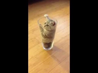 Няшный котенок в вазе