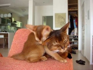 Abyssinian kitten