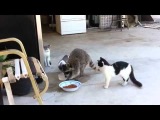 Sneaky raccoon steals food from cats