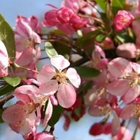 Людмила Сергеева