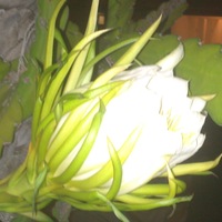 Марианна Мушик