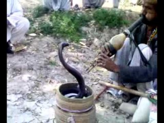 pakistani jogi