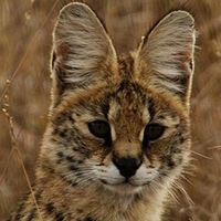 Reana Ангелочек