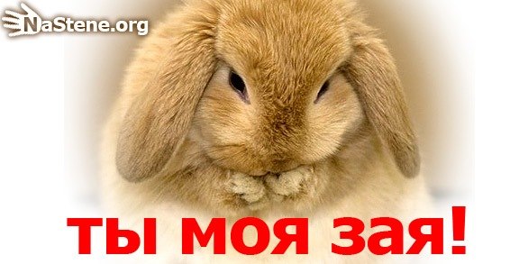 Картинки с надписями мой зая