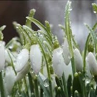 Вася Иванович