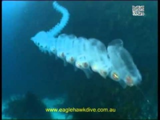 Странное существо из глубин A strange creature from the depths