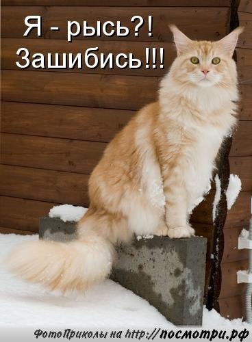 Я - рысь?! Зашибись!!! Я - рысь?! Зашибись!!!