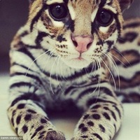 Вася Вуткин