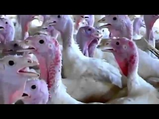 Farm to Fridge: The Truth Behind Meat Production