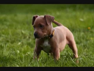Все породы собак.Американский Пит Бультерьер (American Pit Bull Terrier)