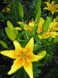 Елена Козицина