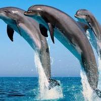 Антонина Нечаева