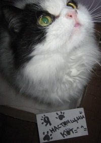 Митяй Кошак