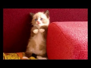 Most Funny Cats Fail Compilation- Try Not To Laugh
