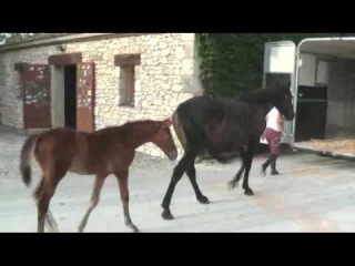 Foals loading in Fautras horse trailer