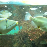 Ира Малиновская | Минск