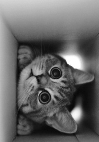 Алексей Варенов