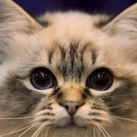 Виктория Позднякова