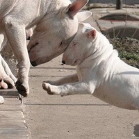 Геннадий Благих