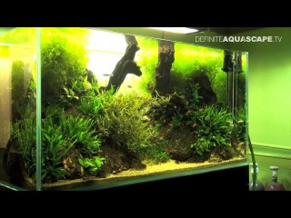 Aquascaping - Planted aquarium 120x60x60