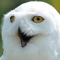 Влад Бойцов