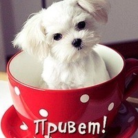 Санёк Александров | Краснодар