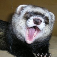 Андрей Войнов